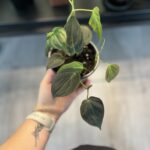 Philodendron Micans