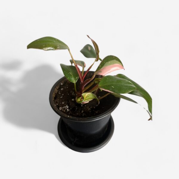 Philodendron « Pink Princess »