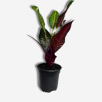 Croton Petra