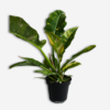 Philodendron