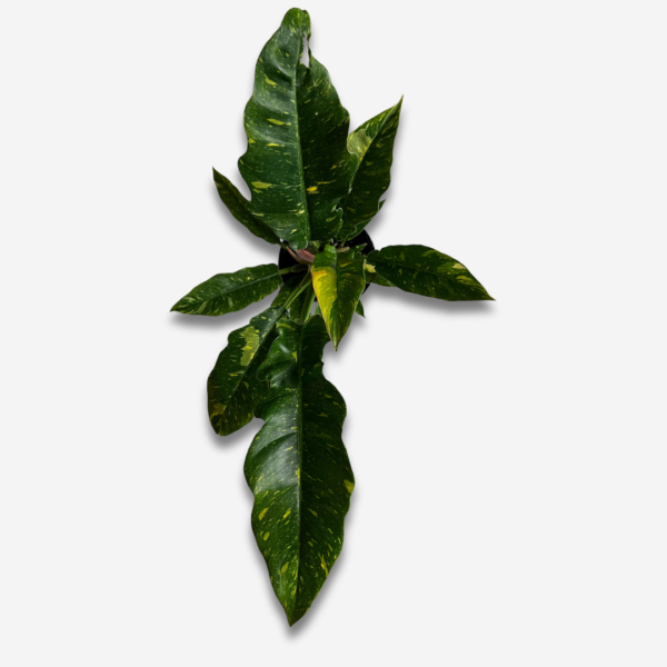 Philodendron