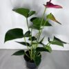 Anthurium Andreanum