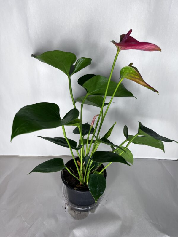 Anthurium Andreanum