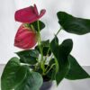 Anthurium Andreanum