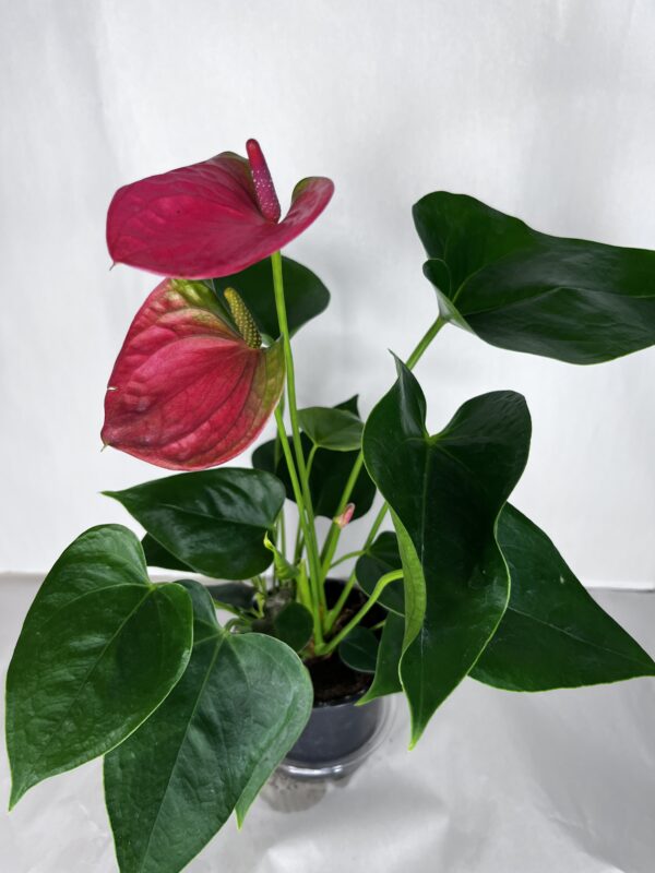 Anthurium Andreanum
