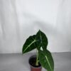 Alocasia Frydek