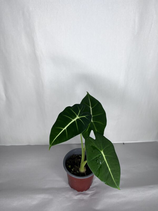 Alocasia Frydek
