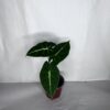 Alocasia Frydek