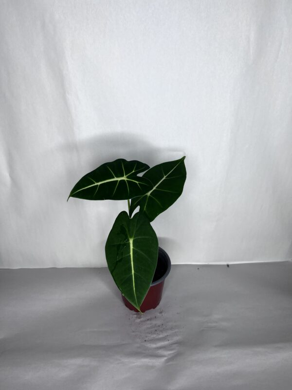 Alocasia Frydek