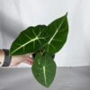 Alocasia Frydek