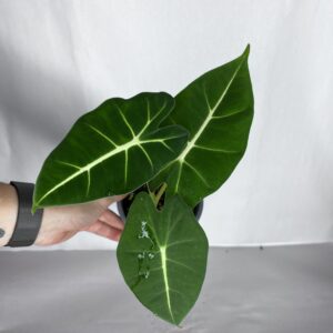 Alocasia Frydek