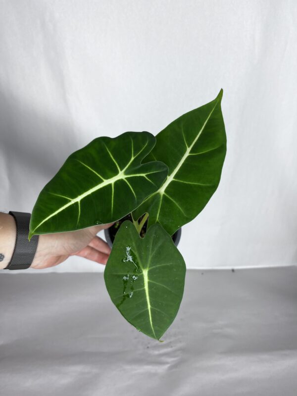 Alocasia Frydek