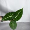 Alocasia Frydek