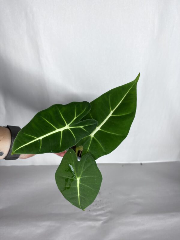 Alocasia Frydek