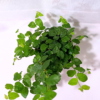 Ficus Pumila Vert