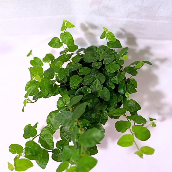 Ficus Pumila Vert