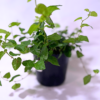 Ficus Pumila Vert