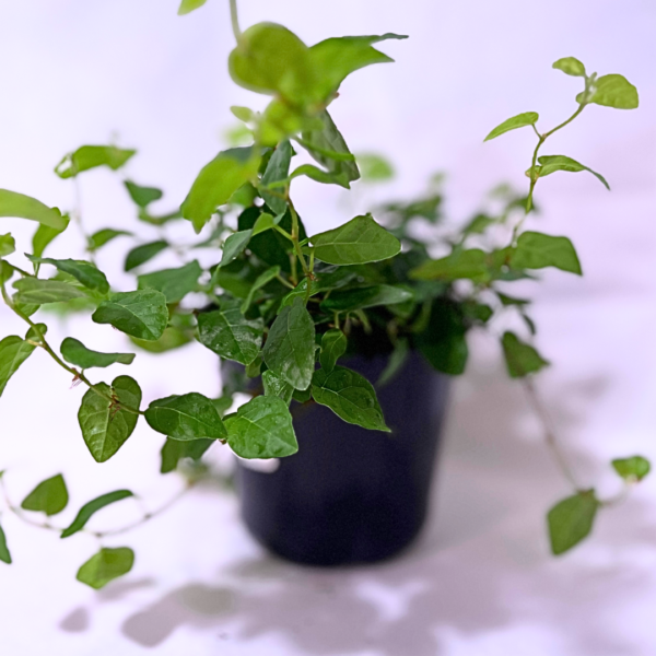 Ficus Pumila Vert