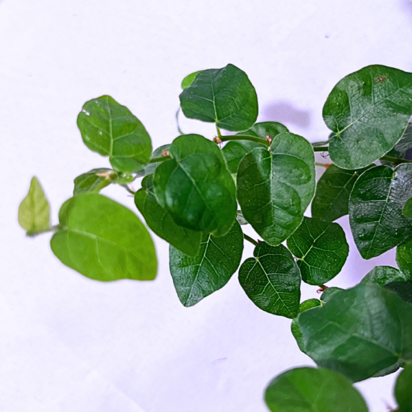 Ficus Pumila Vert