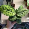 Homalomena Camouflage