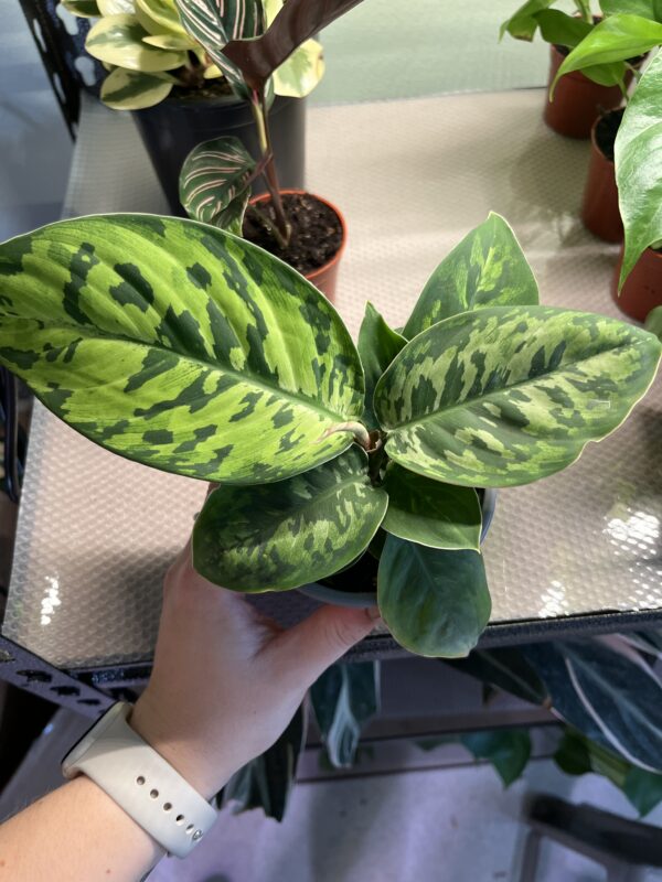 Homalomena Camouflage
