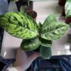 Homalomena Camouflage