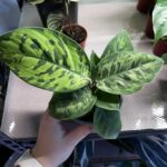 Homalomena Camouflage