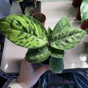 Homalomena Camouflage