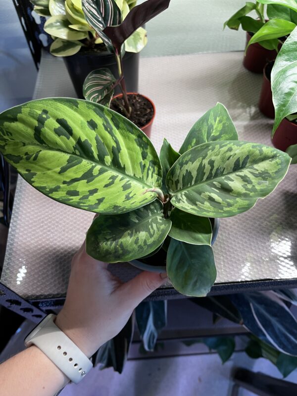 Homalomena Camouflage