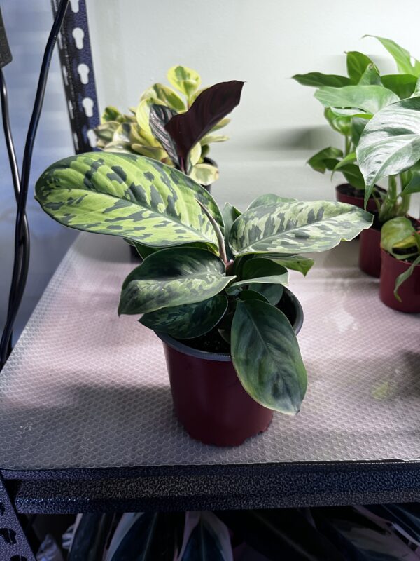 Homalomena Camouflage
