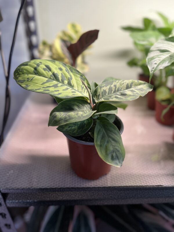 Homalomena Camouflage