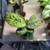 Homalomena Camouflage