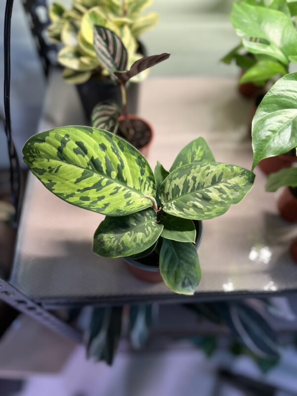 Homalomena Camouflage