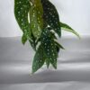 Begonia Maculata
