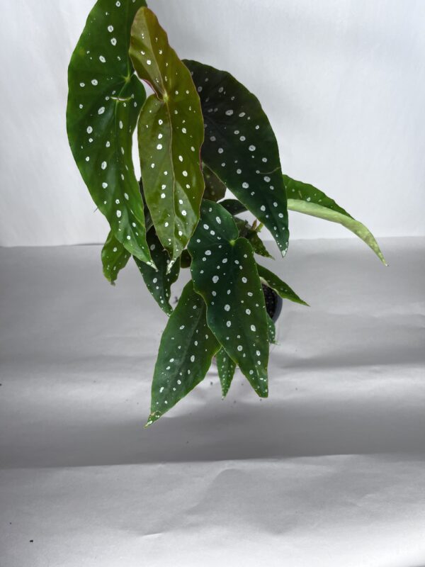 Begonia Maculata