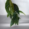 Begonia Maculata