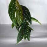 Begonia Maculata