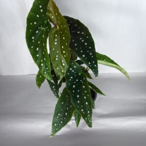 Begonia Maculata