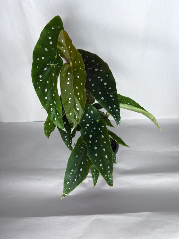 Begonia Maculata