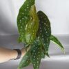 Begonia Maculata
