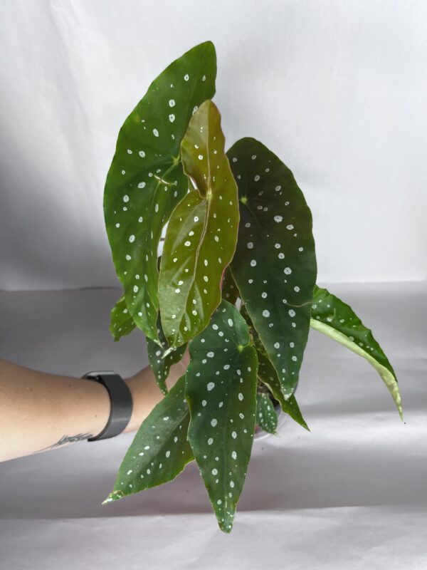 Begonia Maculata
