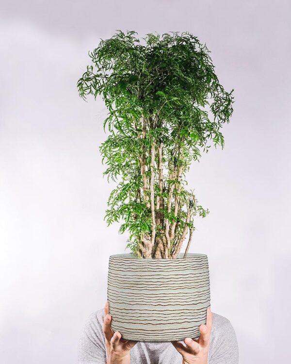 Cache-pot Wavy Ripple 6 po