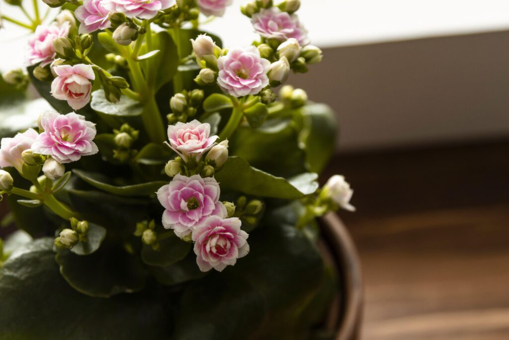 Plantes à fleurs