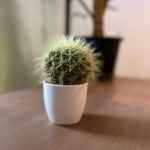 Cactus Golden Barrel