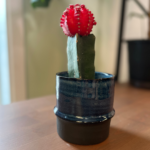 Cactus greffé