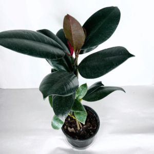 Ficus Elastica Burgundy