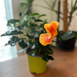 Hibiscus Buisson