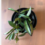 Hoya Exotica Wayetii