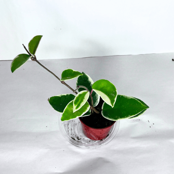 Hoya Krimson Queen