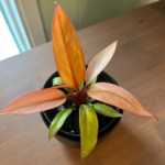 Philodendron Prince of Orange